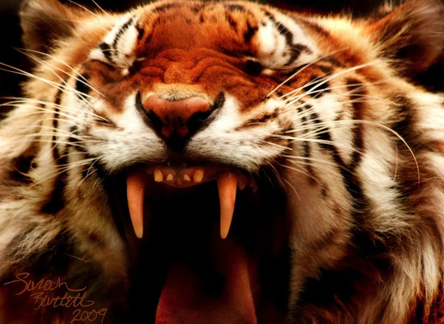 Ultimate Animals Airbrush Reference Images Pack